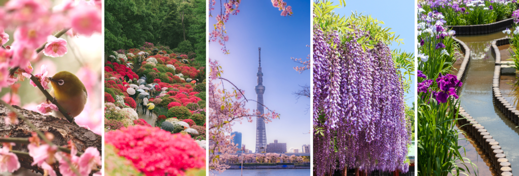 Spring Flowers in Tokyo: Your Guide to the Best Blooming Spots ...